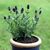 Juliana Carlson's profile image