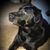 Loretta Williams's profile image