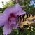 Lisa Copeland Pitt's profile image