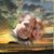Greg Gebhardt's profile image