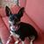 Joanne Morris's profile image