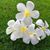 Sue Trapp's profile image