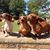 Brandy Fortenberry Yarbrough's profile image