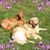 Laurel Lemee's profile image