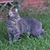 Brenda Dietz's profile image