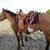 Patti Raney's profile image