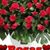 Sonia Chorro's profile image