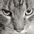 Janet King Snow's profile image