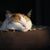 Rae Collier Batig's profile image