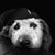 Carol L Parada-Goldberg's profile image