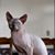 Nora Nagy Hassan's profile image