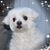 Dina Freccia Rocco's profile image