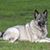 Pam Voss's profile image