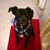 Dawn Sommeling's profile image