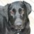 Cherie Letts's profile image