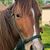 Rebecca Rankila Warwas's profile image