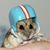 Patti Brownlee Sansosti's profile image