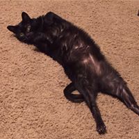 Mellissa Evans's profile image