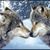 Dianne Mau Winchell's profile image