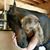 Patti Cavaliere's profile image