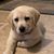 Arnie Little's profile image