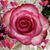 Sue Hooks's profile image