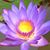 Carolyne Kellner's profile image