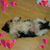Debra King Robertson's profile image