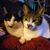 Donna Butler Shepard's profile image