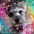Dana Ringelstetter's profile image