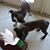 Carole Witherspoon's profile image