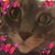 Brooke Brown's profile image