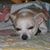 Pat Palmieri's profile image