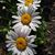 Lisa Heere's profile image