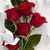 Josefina Castillo's profile image