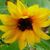 Ellen Ann Kelly's profile image