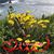 Midge Thurin McClure's profile image