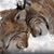 Rhonda L. Henson's profile image