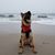 David S Vera Zaldivar's profile image