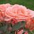 Lynn Hannan's profile image