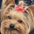 Sofie Hernandez's profile image