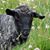 Louise Torkelson's profile image