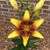 Lynne Sain's profile image