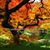 Rosanna Baccari's profile image