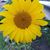 Staci Szczesniak Chroninger's profile image