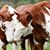 Dawn Gammon's profile image