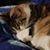 Linda Ross Harris's profile image