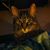 Cory Ann Imhof's profile image