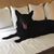 Carol Hannigan's profile image