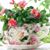 Sharon Brucker-Ius's profile image